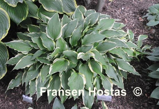 Hosta Soft Shoulders